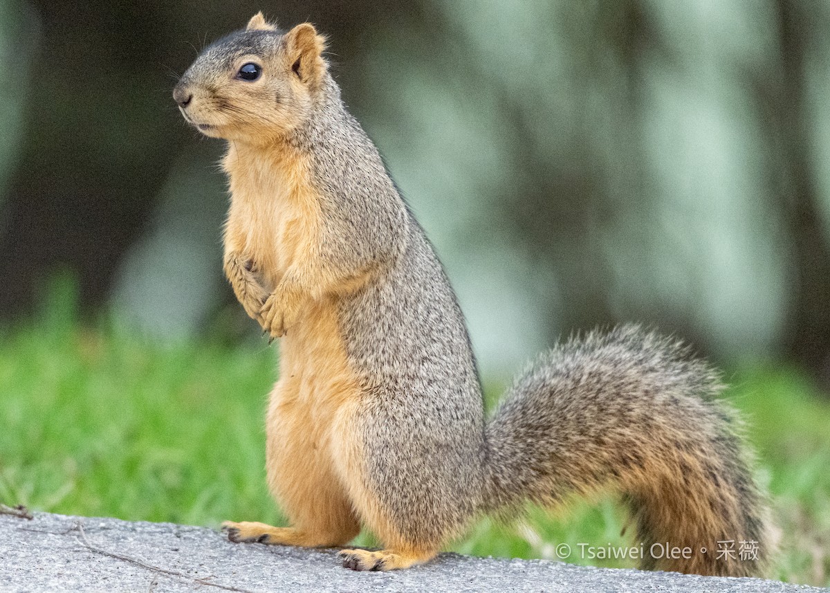 Animals - ML645847113