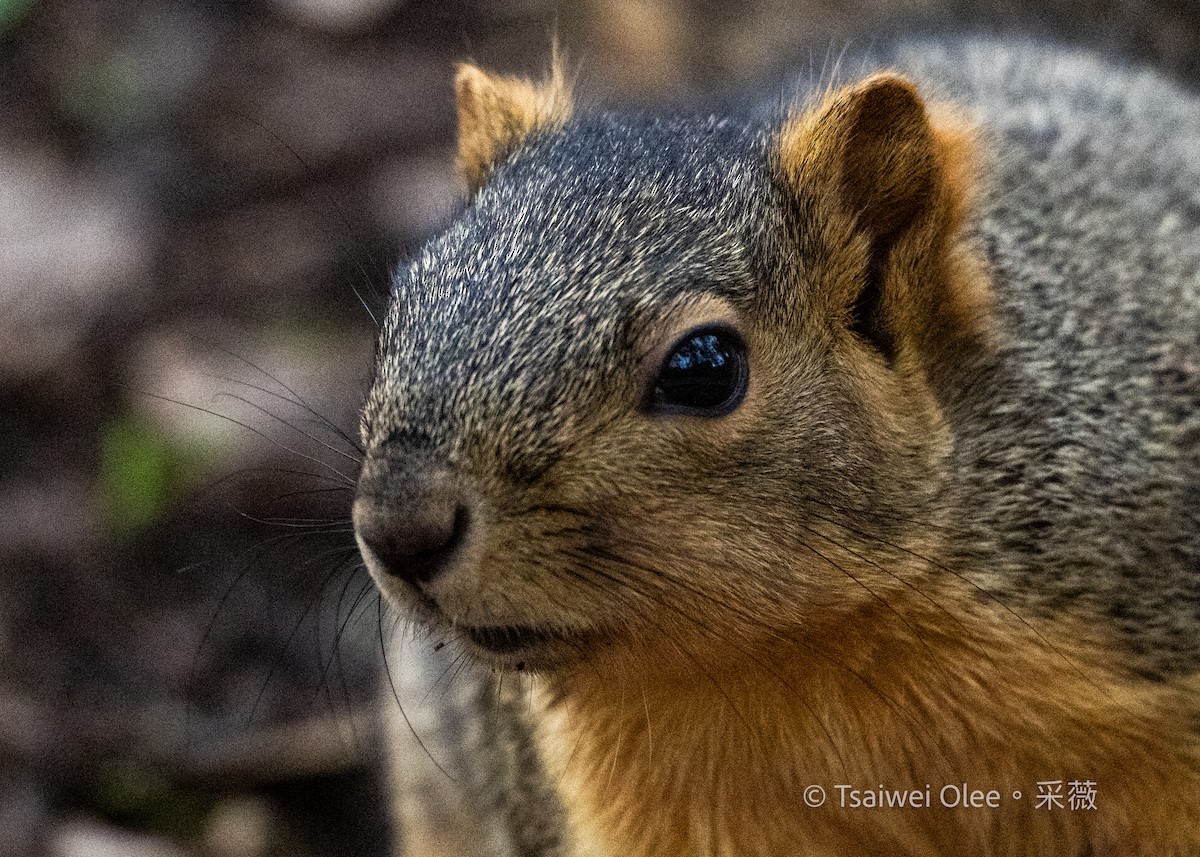 Animals - ML645847114