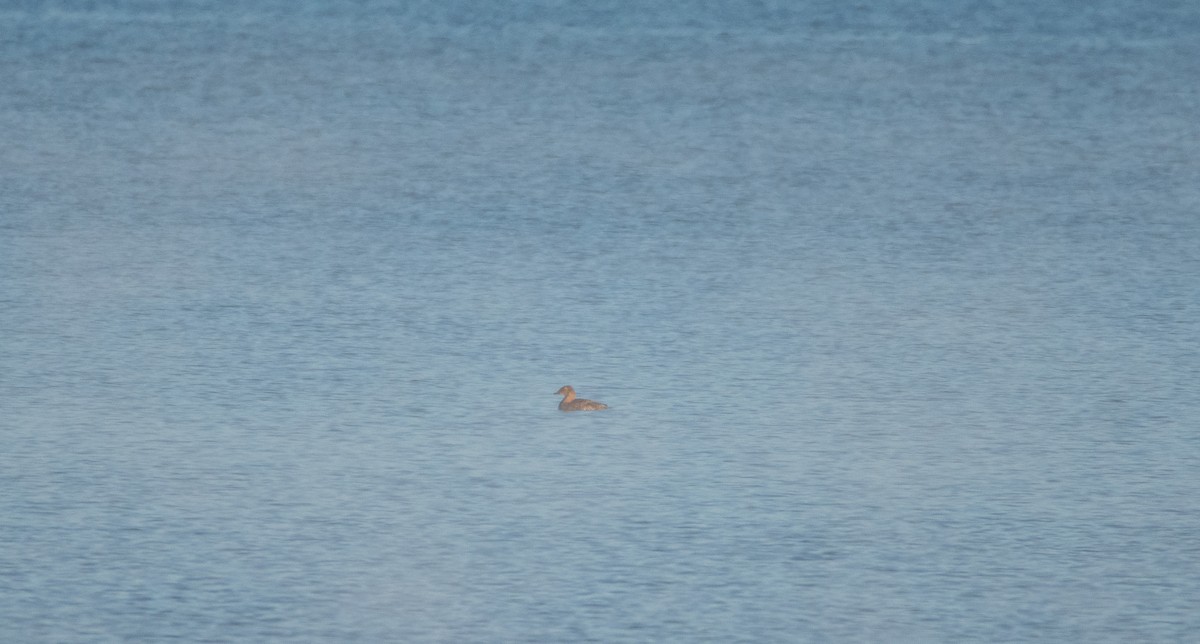 King Eider - ML645847118