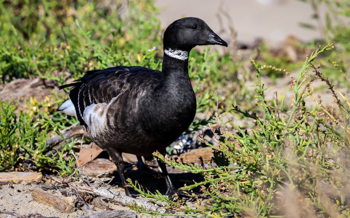 黑雁 - ML645847119