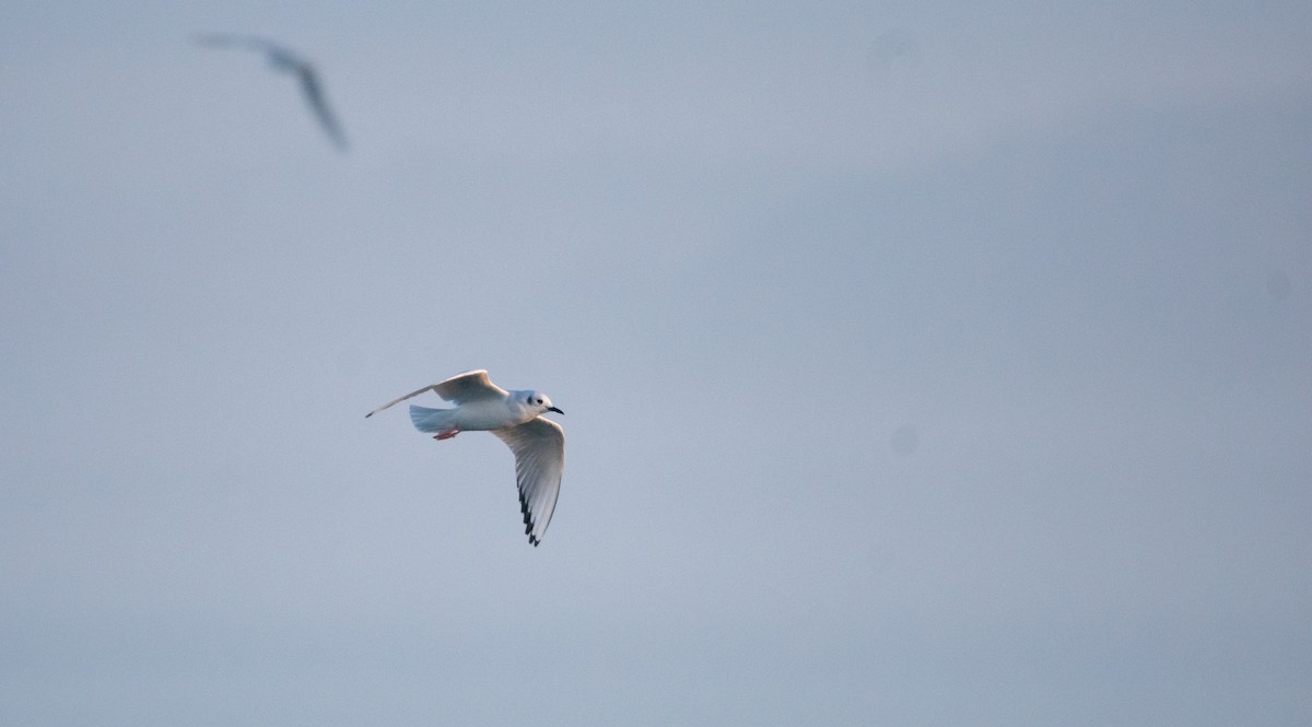 Bonaparte antxeta - ML645847123