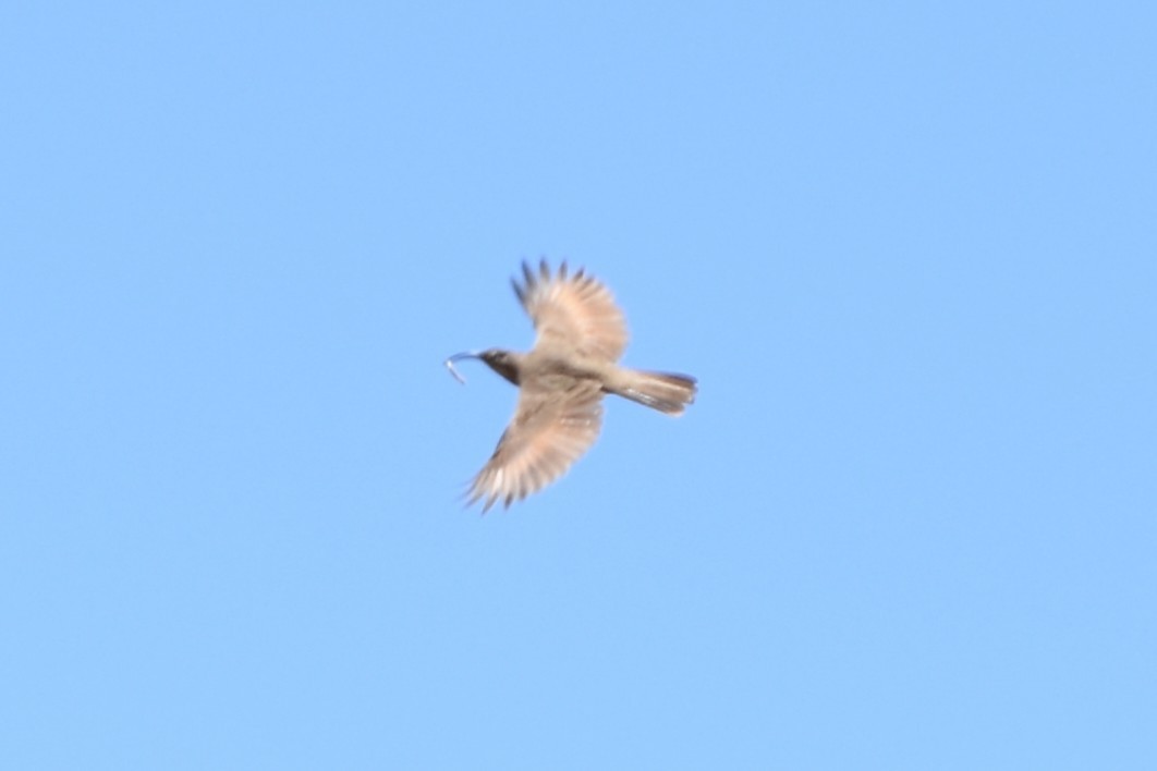 Scale-throated Earthcreeper - ML645847153