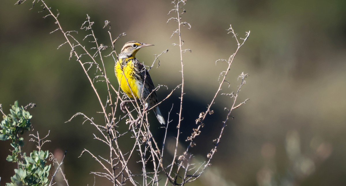 Western Meadowlark - ML645847155