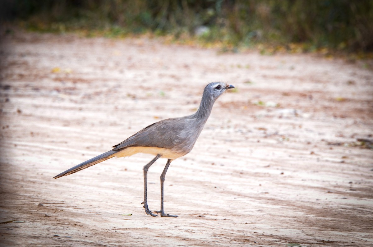 Black-legged Seriema - ML645847156