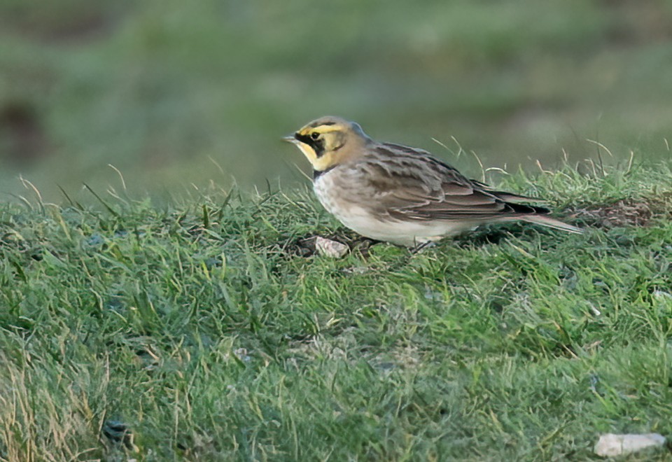Horned Lark - ML645847159
