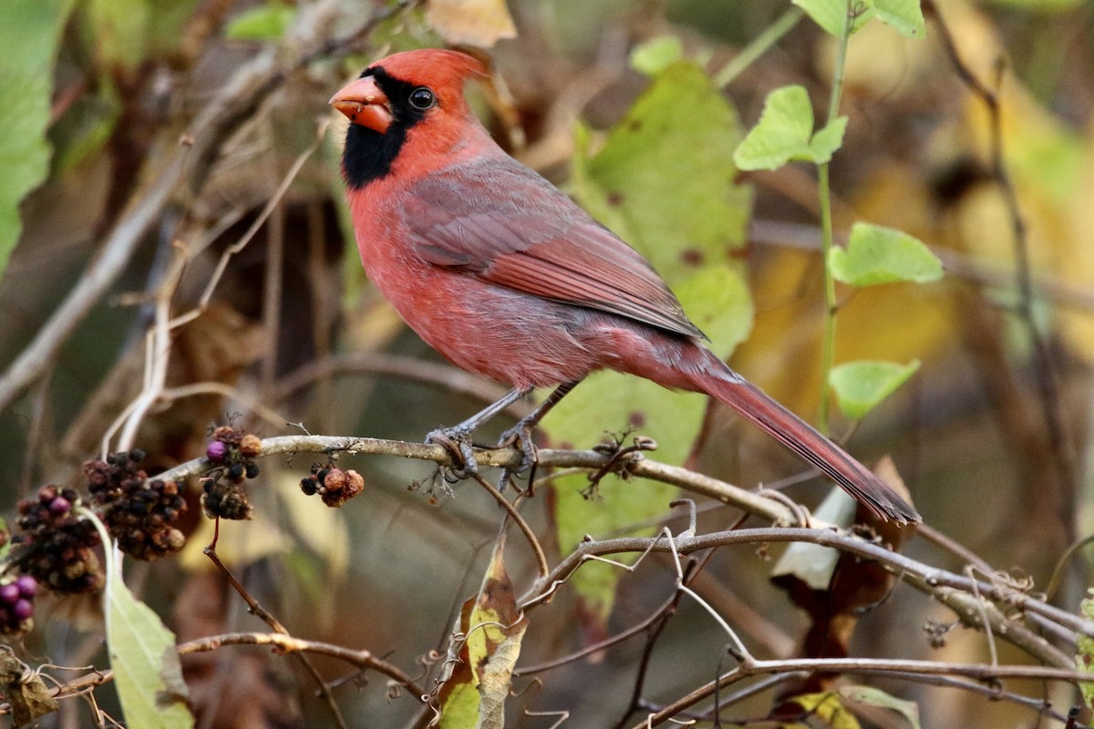 Kardinal arrunta - ML645847167