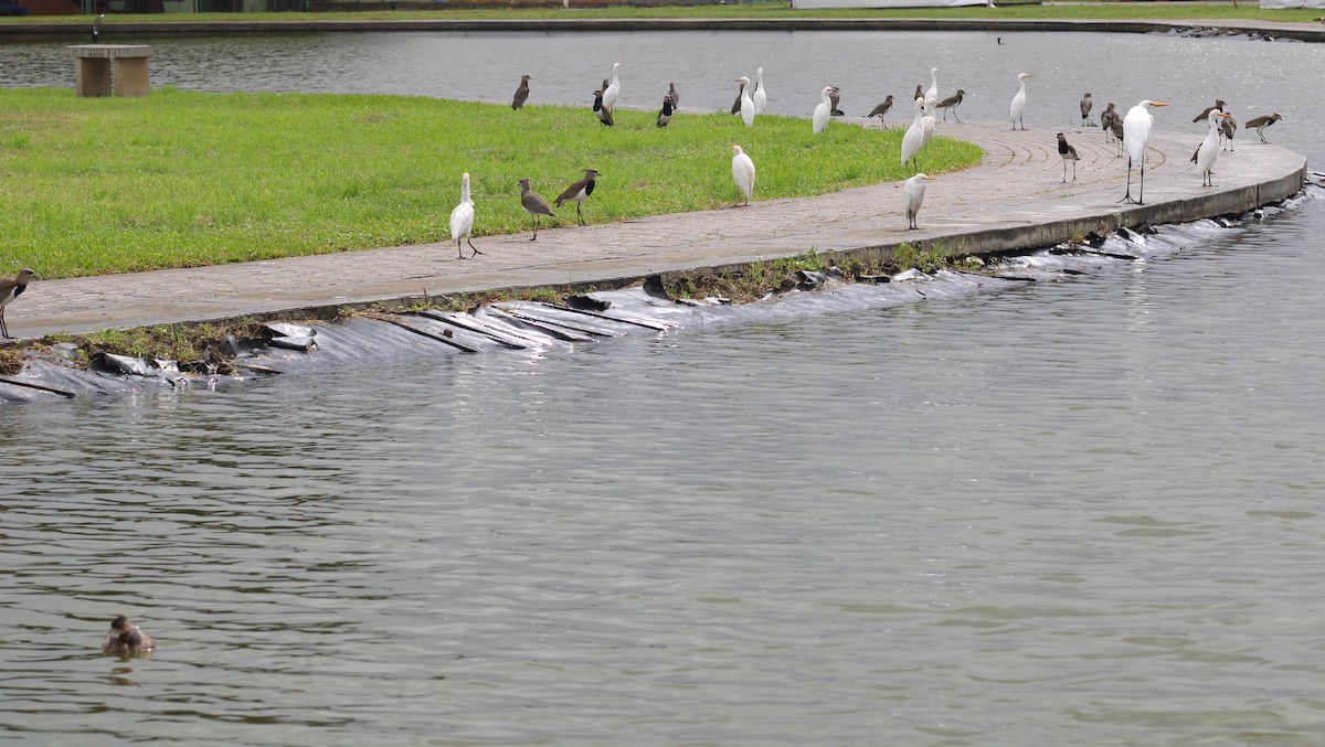 Koartzatxo itzaina - ML645847170