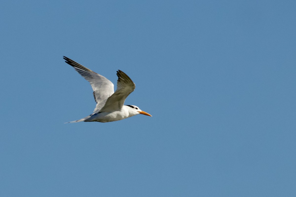 Txenada handi amerikarra - ML645847172