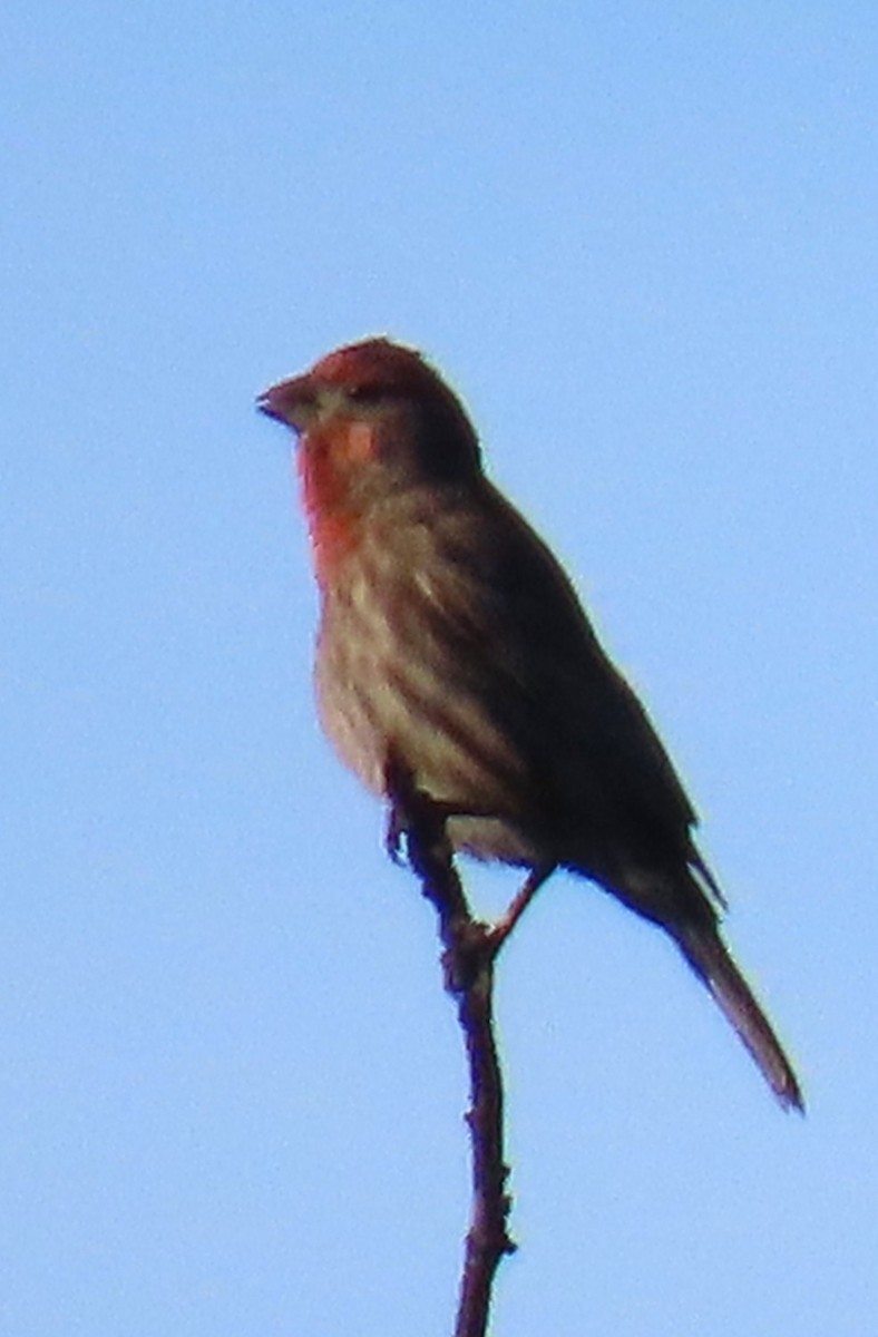 Burugorri arrunta - ML645847174