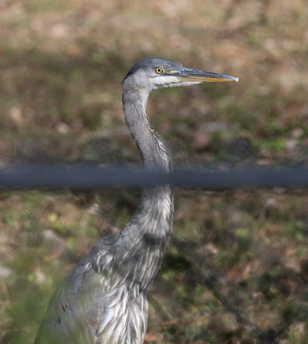 Koartza hauskara amerikarra - ML645847175