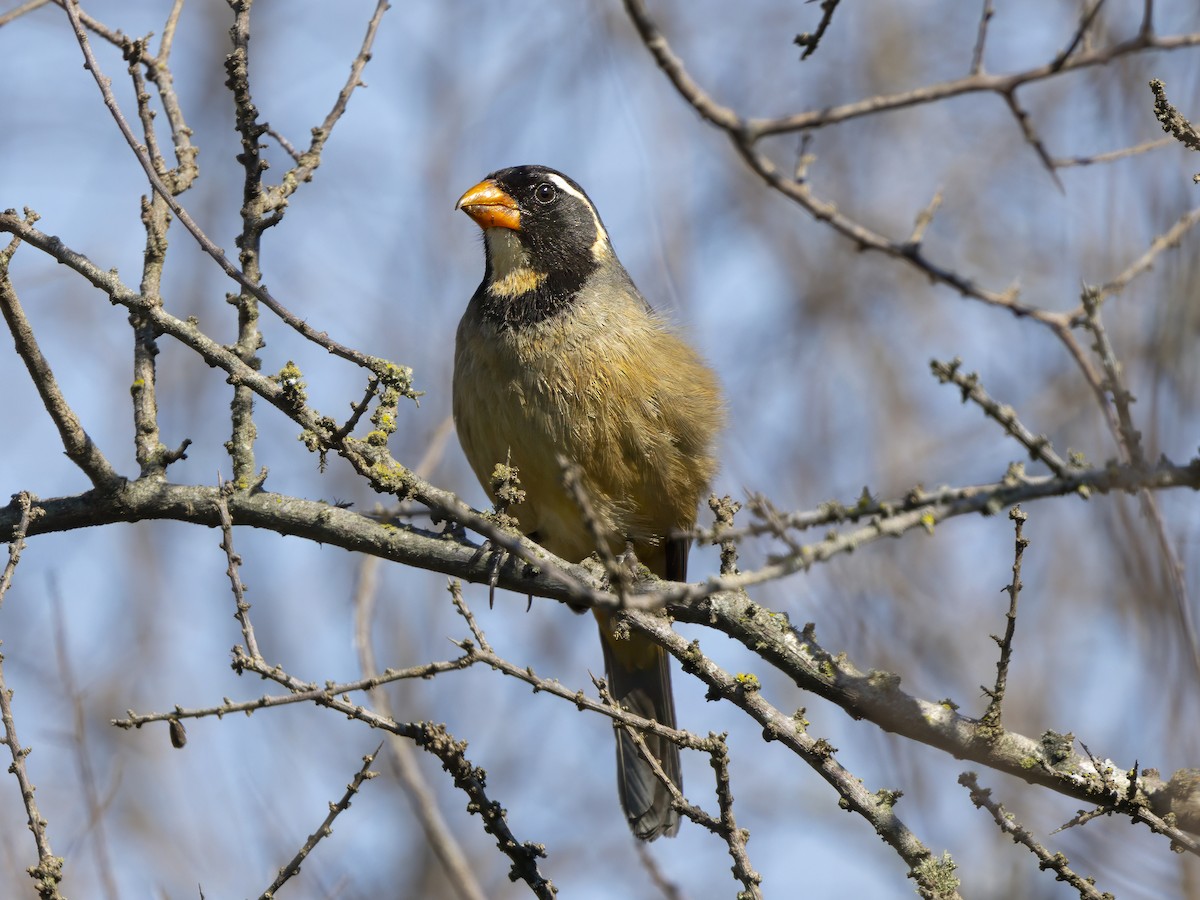 Golden-billed Saltator - ML645847176