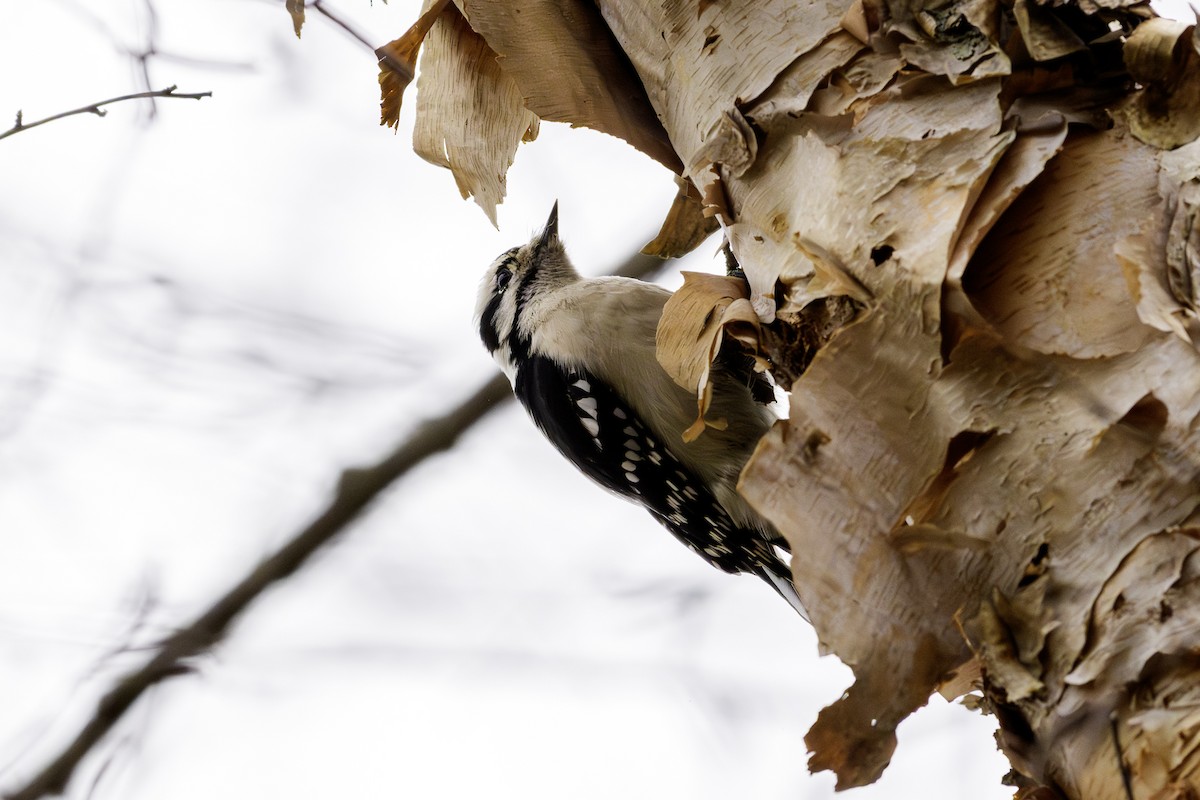 Downy Woodpecker - ML645847177