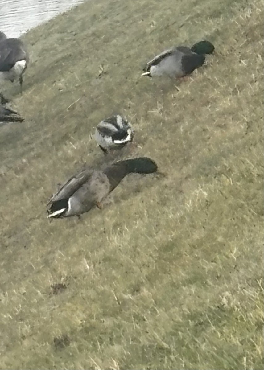 Basahatea - ML645847178