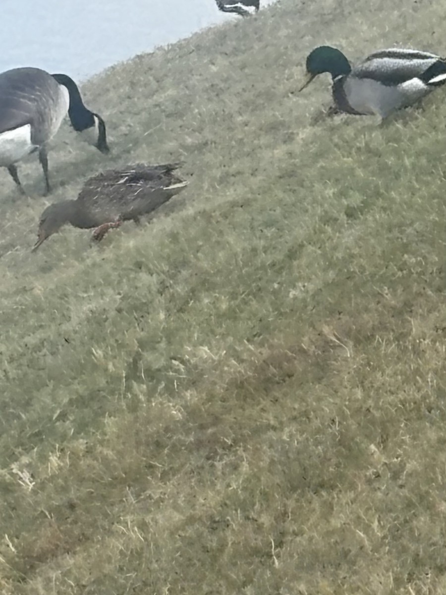 Basahatea - ML645847179