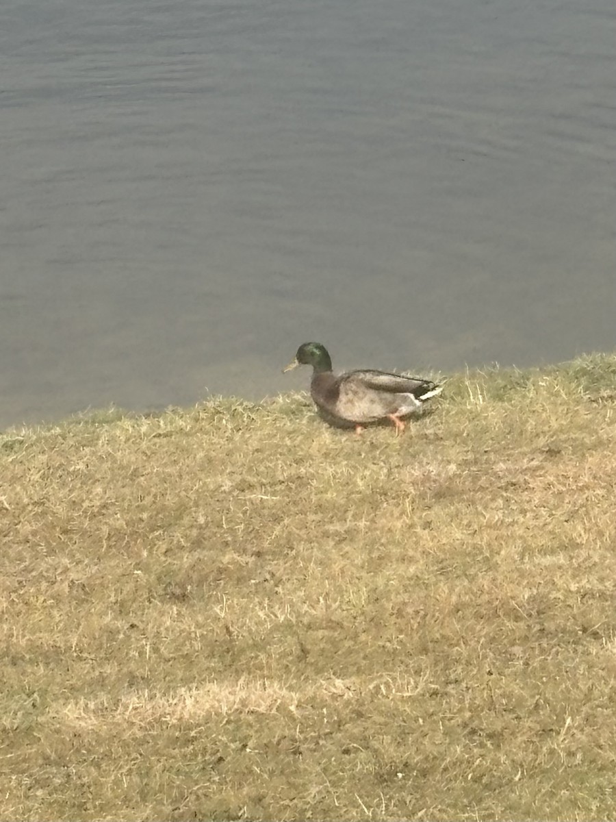 Basahatea - ML645847180