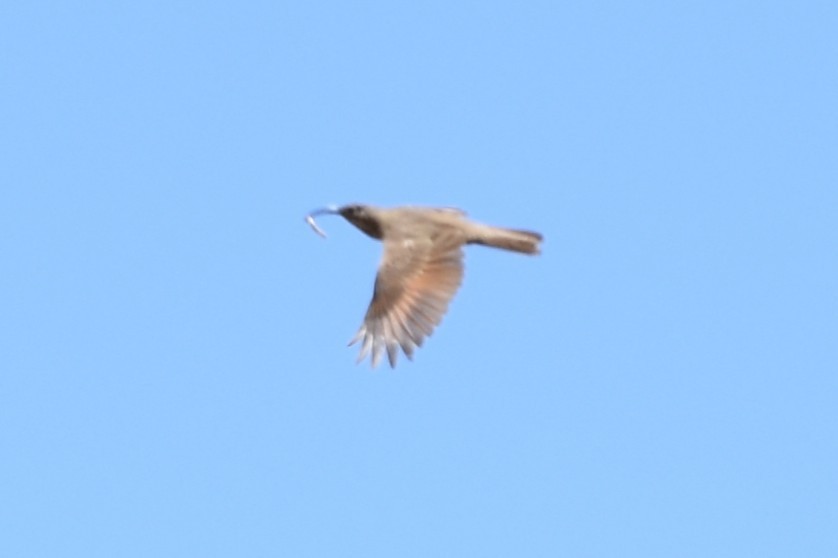 Scale-throated Earthcreeper - ML645847182