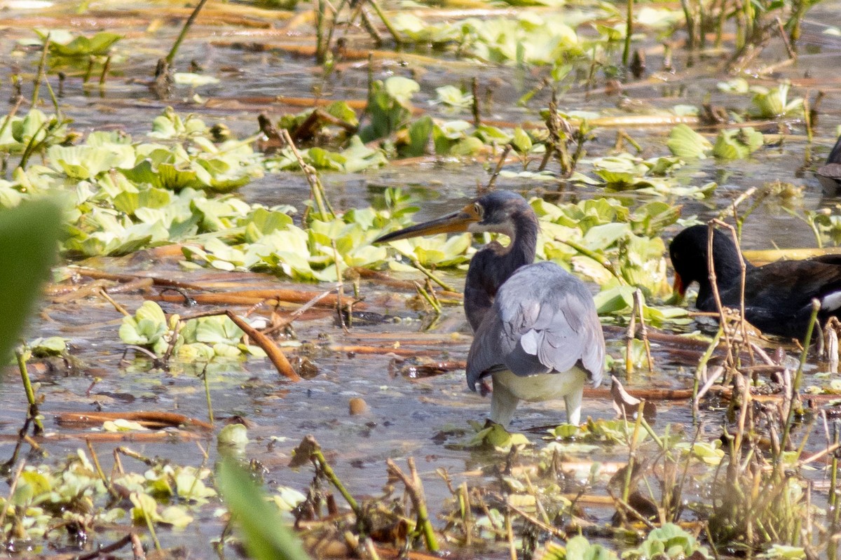 Koartzatxo hirukolorea - ML645847185