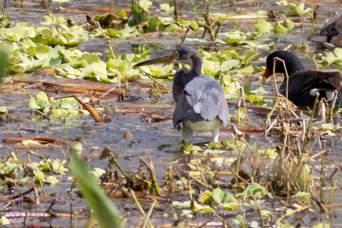 Koartzatxo hirukolorea - ML645847190