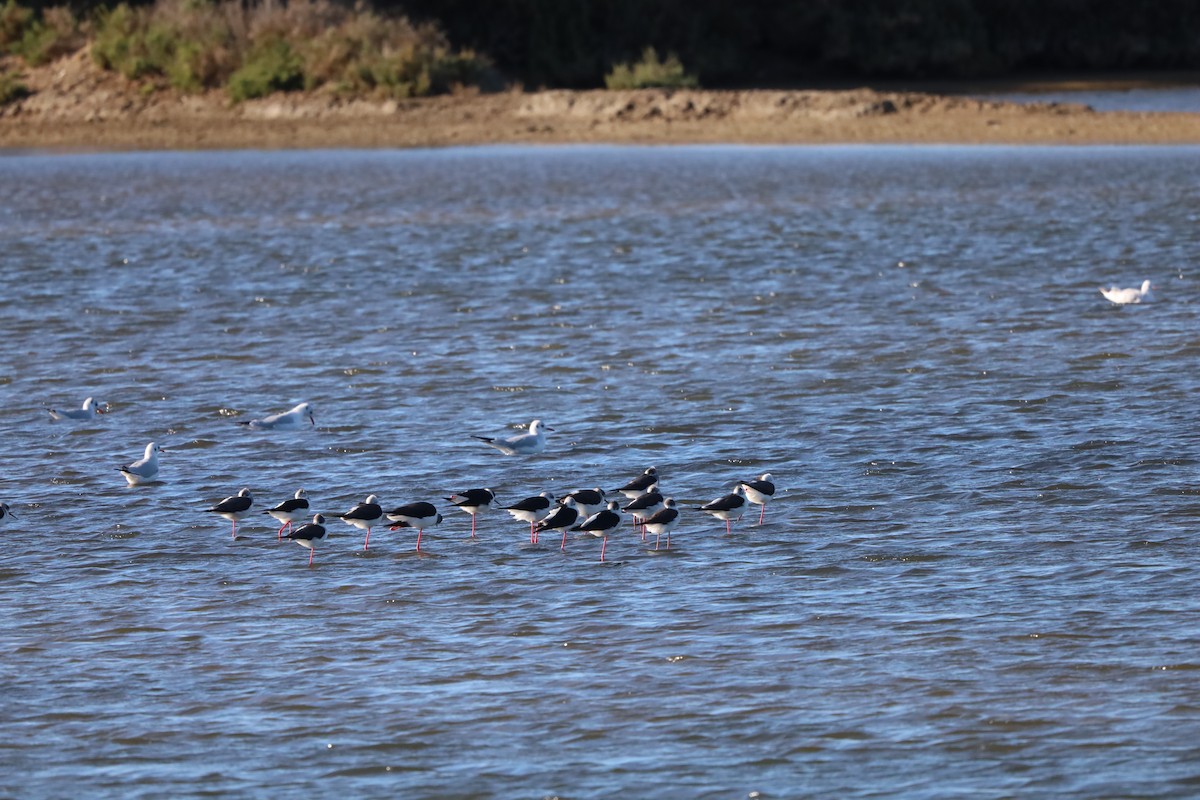 Zankaluze eurasiarra - ML645847191