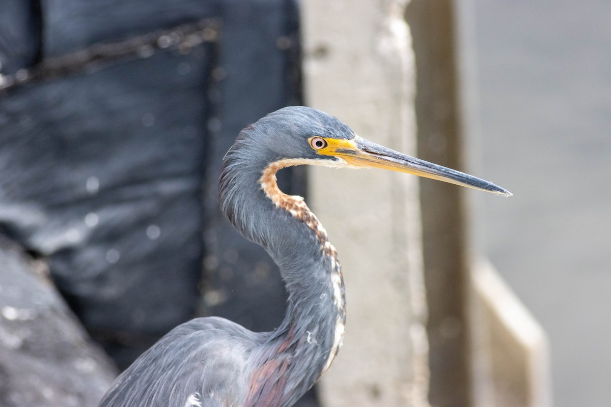 Koartzatxo hirukolorea - ML645847196