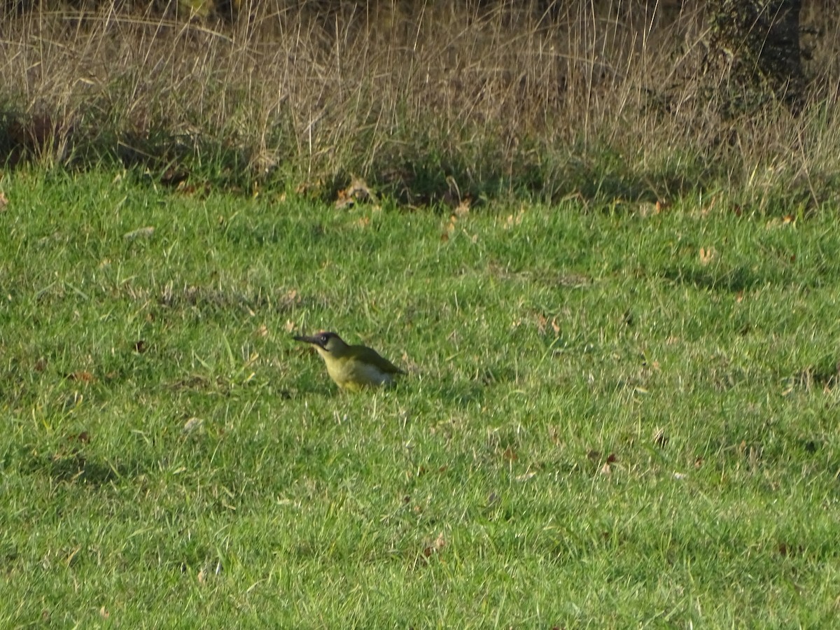 Okil berde europarra - ML645847199