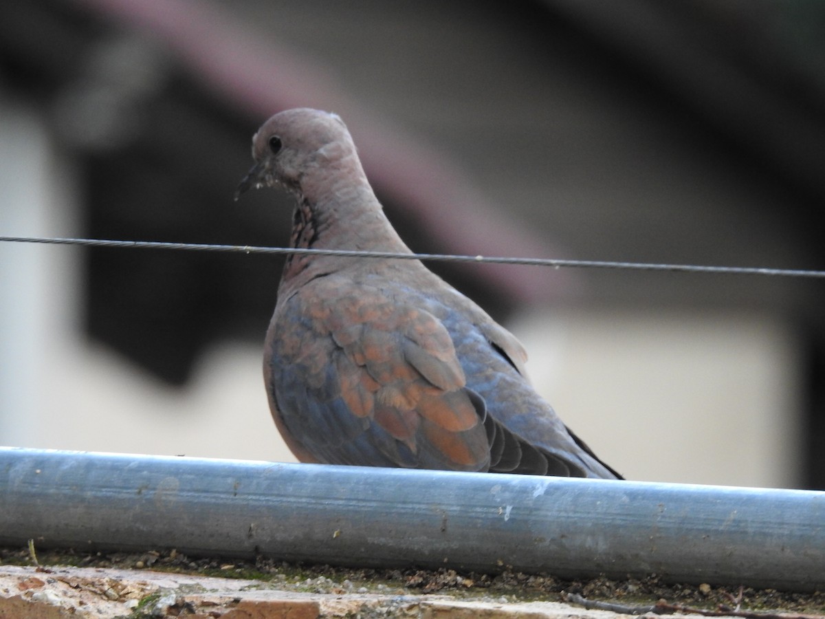 Usapal senegaldarra - ML645847200