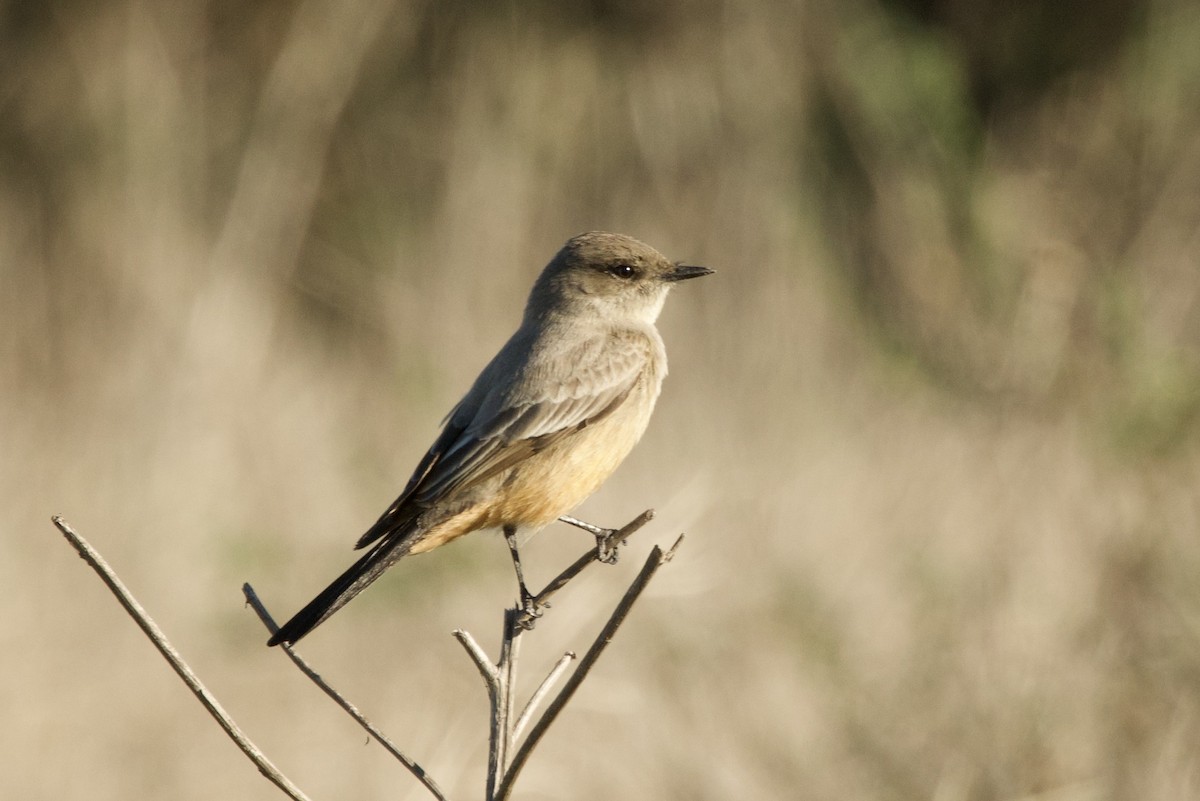 Say's Phoebe - ML645847201