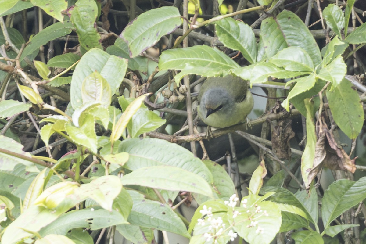 Javan Heleia - ML645847203