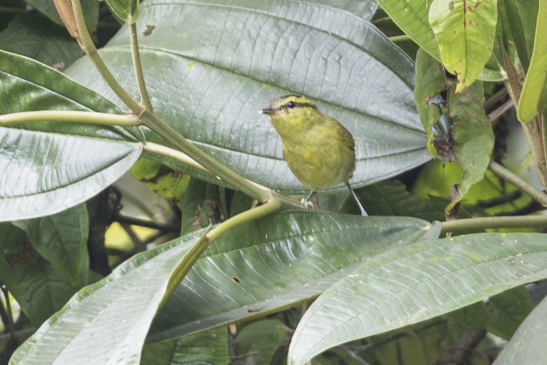 Mountain Leaf Warbler - ML645847207