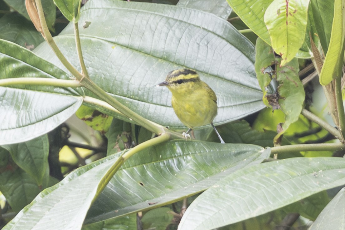 Mountain Leaf Warbler - ML645847208