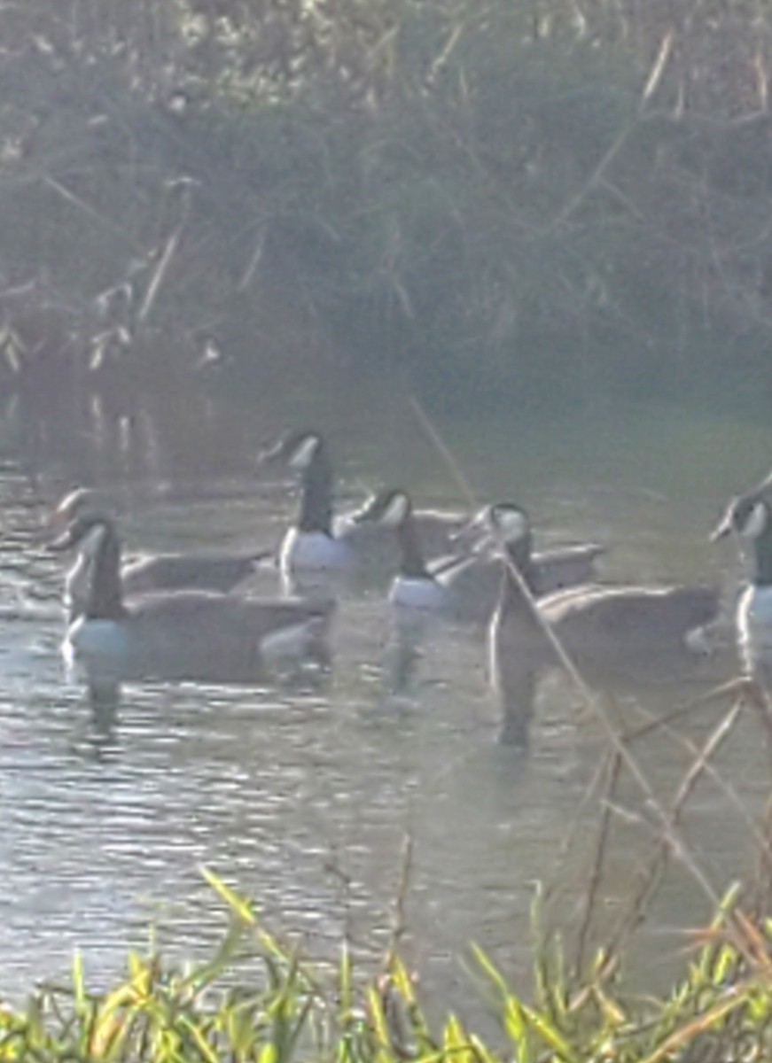 Graylag x Canada Goose (hybrid) - ML645847213