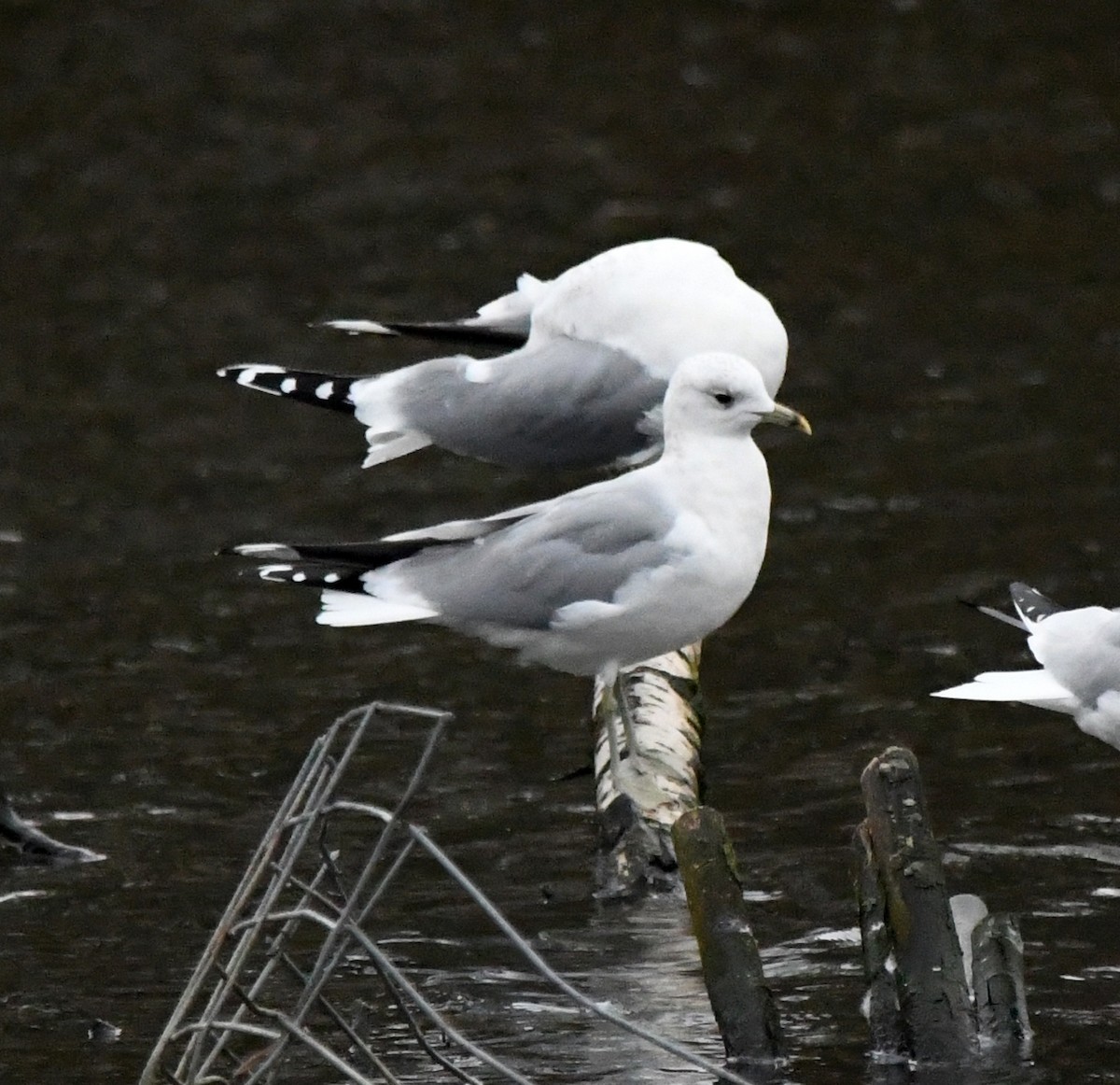 Common Gull (European) - ML645847228