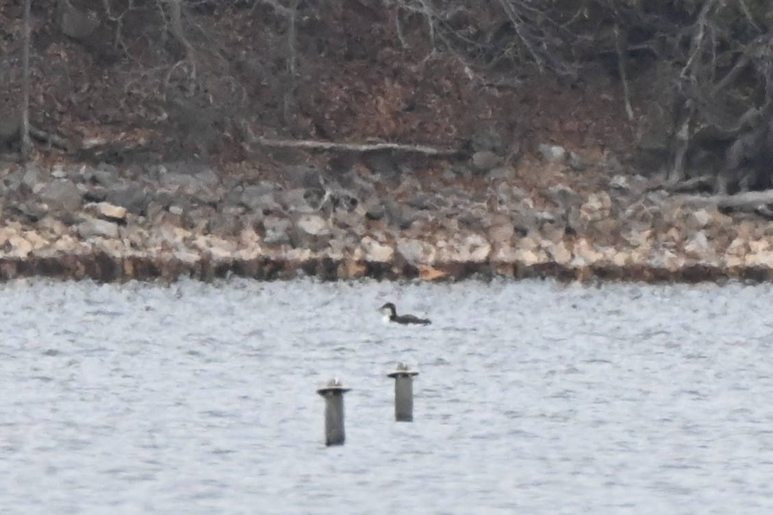 potáplice lední - ML645847251