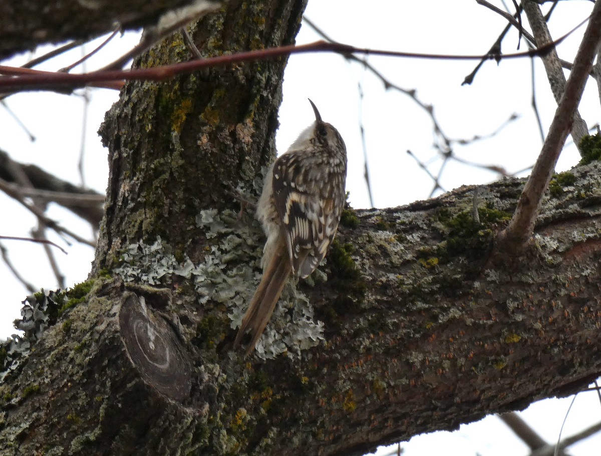 Brown Creeper - ML645847259