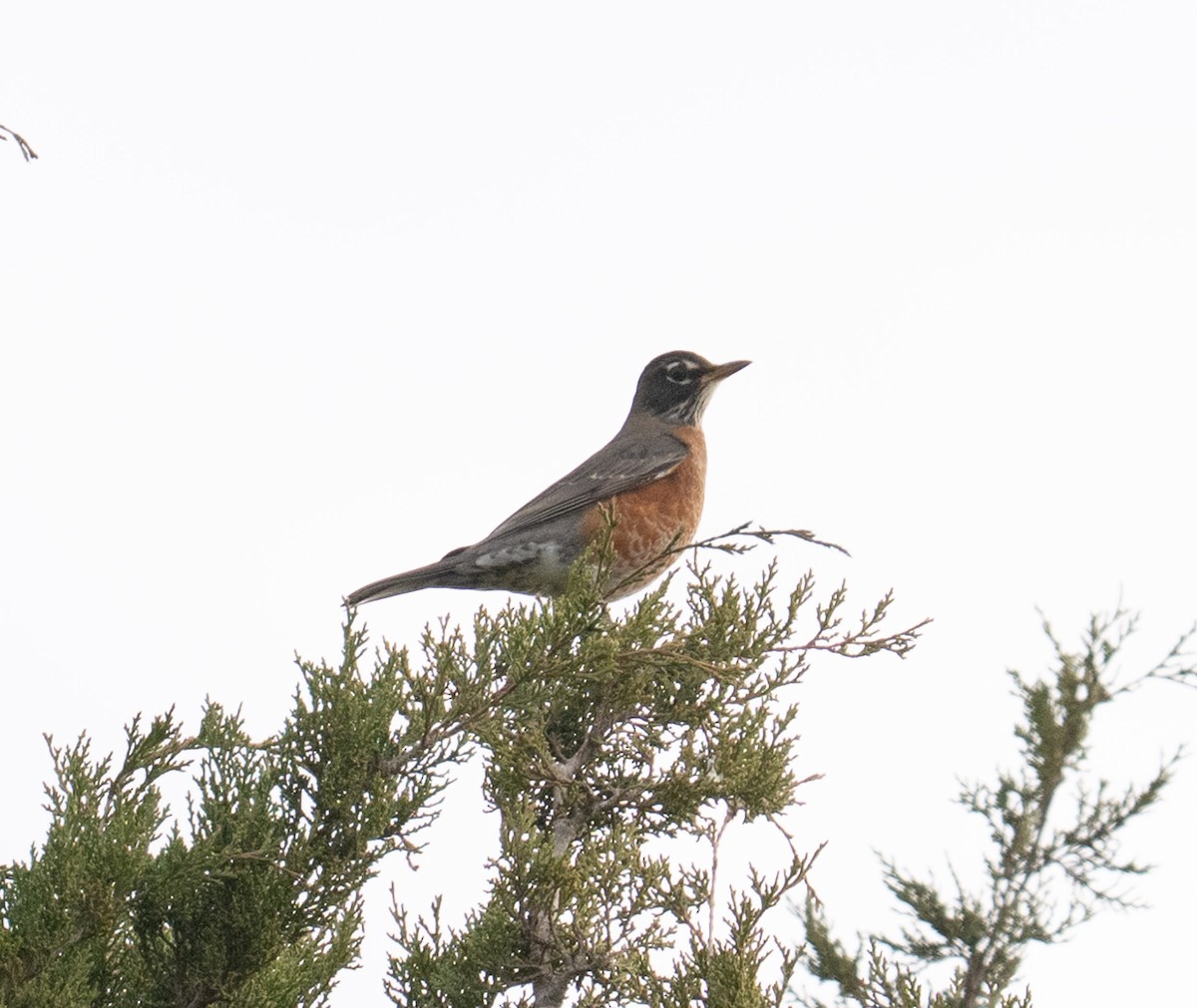 American Robin - ML645847264