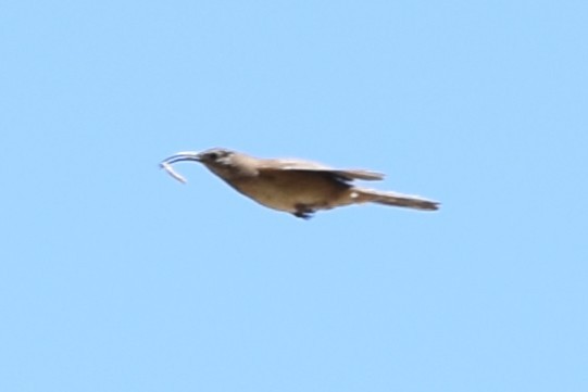 Scale-throated Earthcreeper - ML645847267