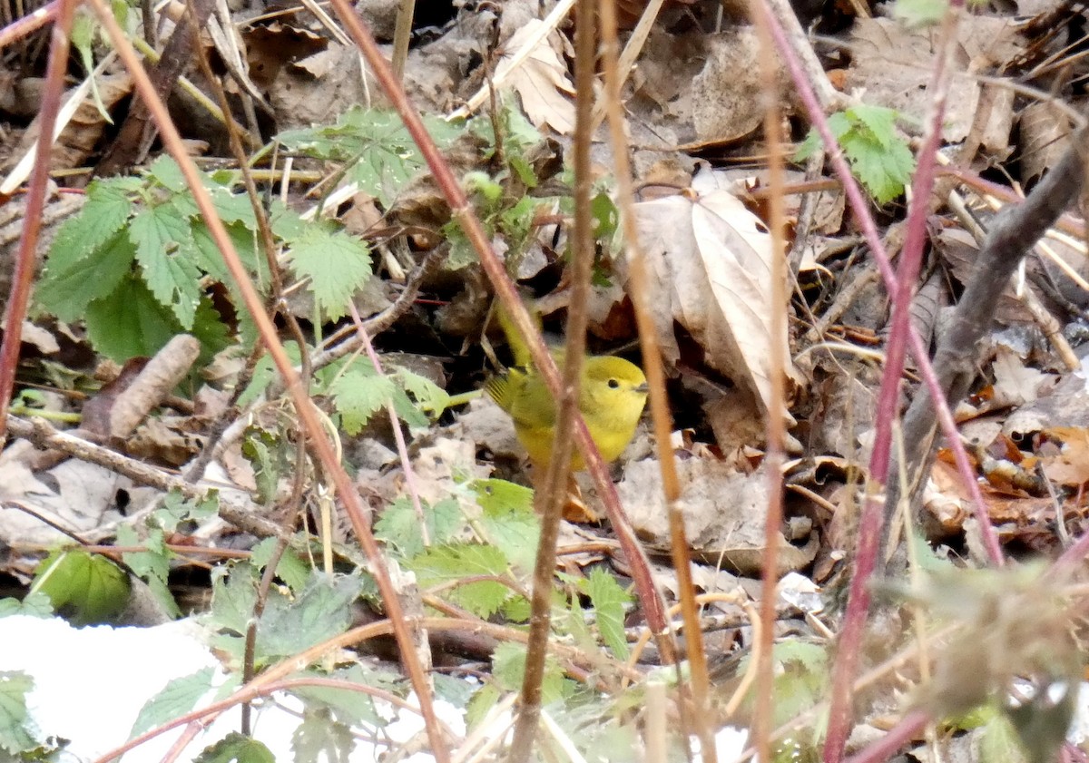 Northern Yellow Warbler - ML645847269