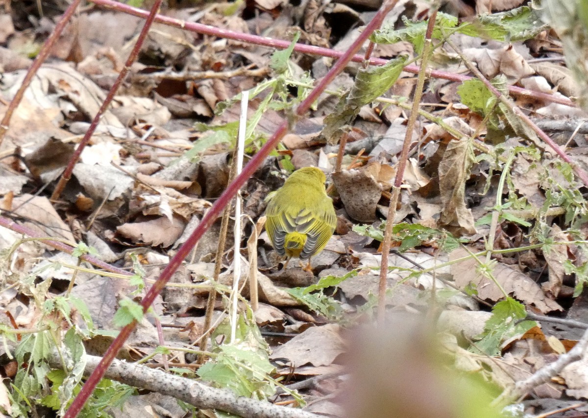 Northern Yellow Warbler - ML645847273