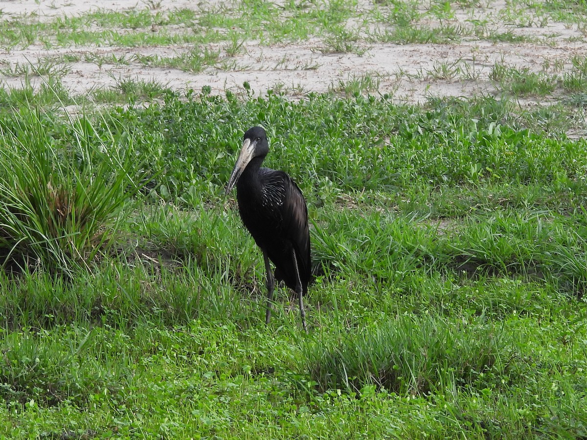 Matxardamoko beltza - ML645847279