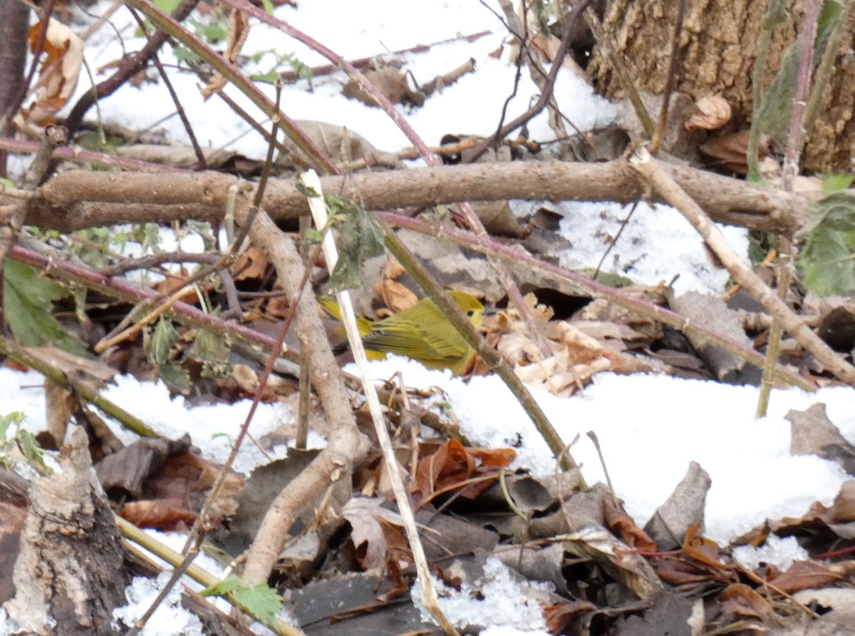 Northern Yellow Warbler - ML645847281