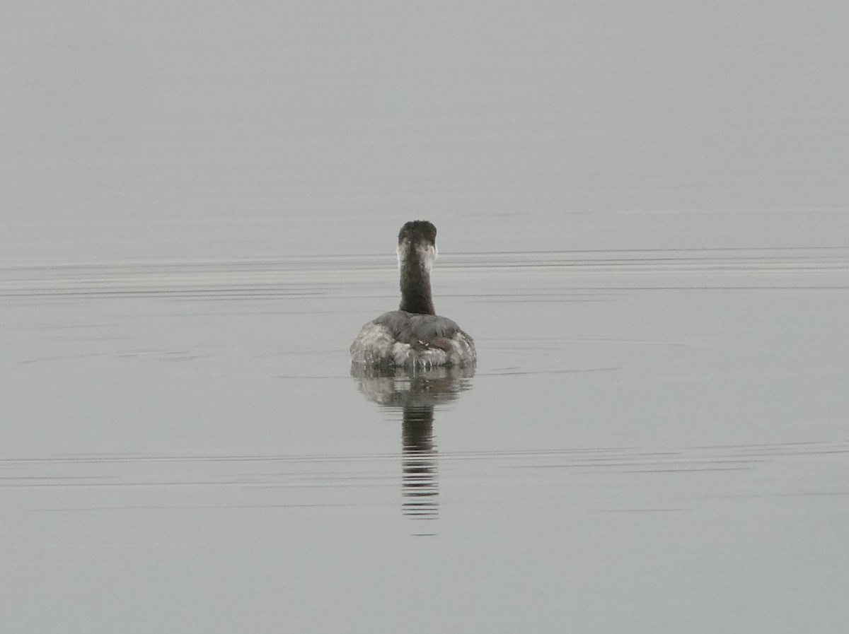 Horned Grebe - ML645847296