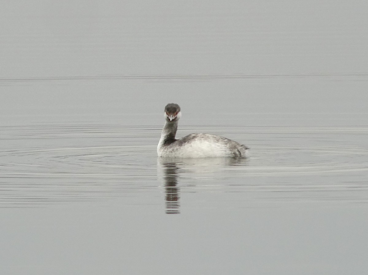 Horned Grebe - ML645847297