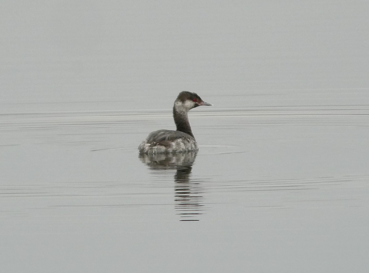 Horned Grebe - ML645847298