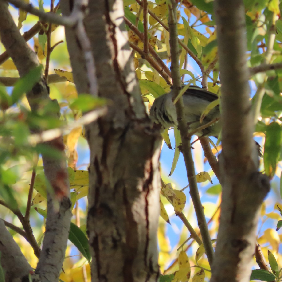 Chestnut-sided Warbler - ML645847302