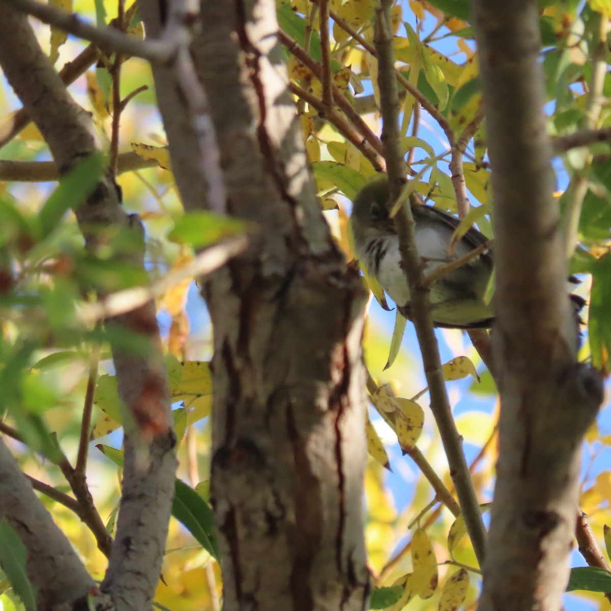 Chestnut-sided Warbler - ML645847303