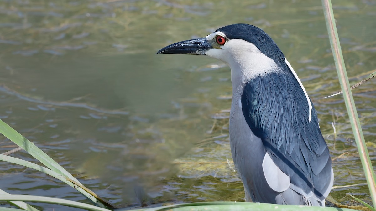 Black-crowned Night Heron - ML645847312