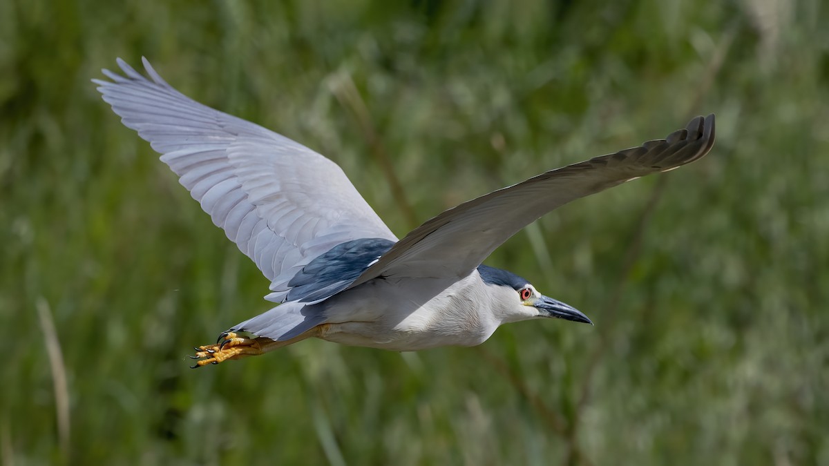 Black-crowned Night Heron - ML645847313