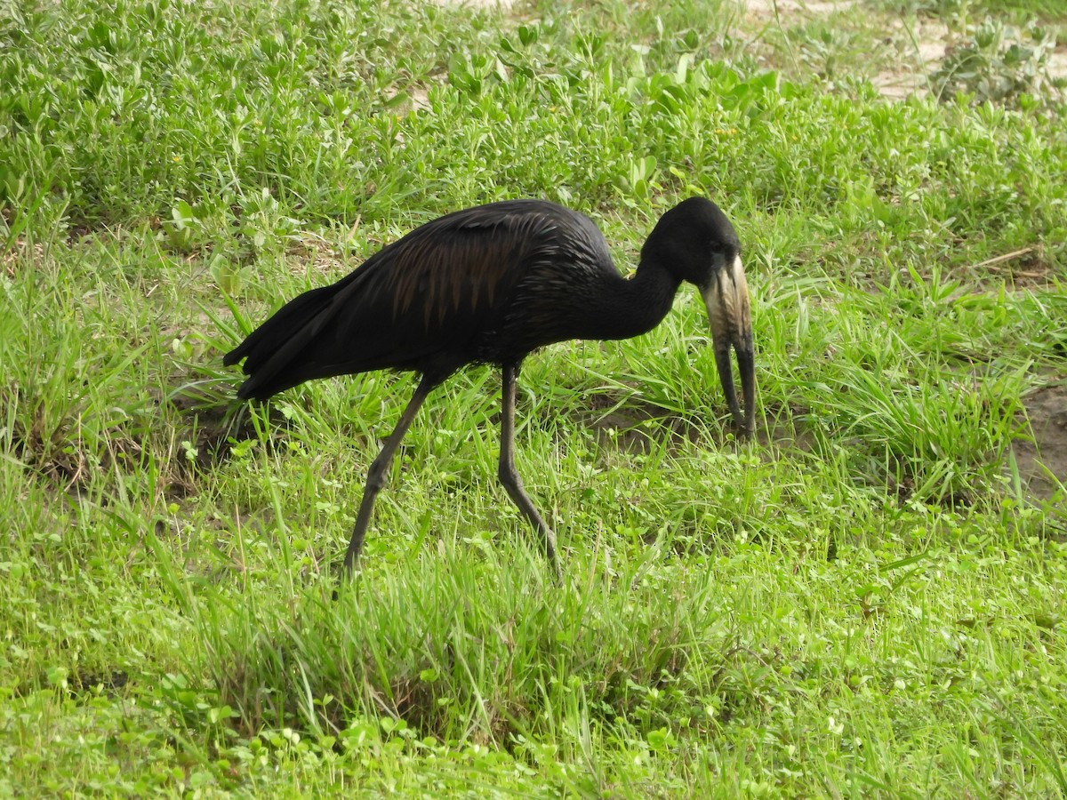 Matxardamoko beltza - ML645847318