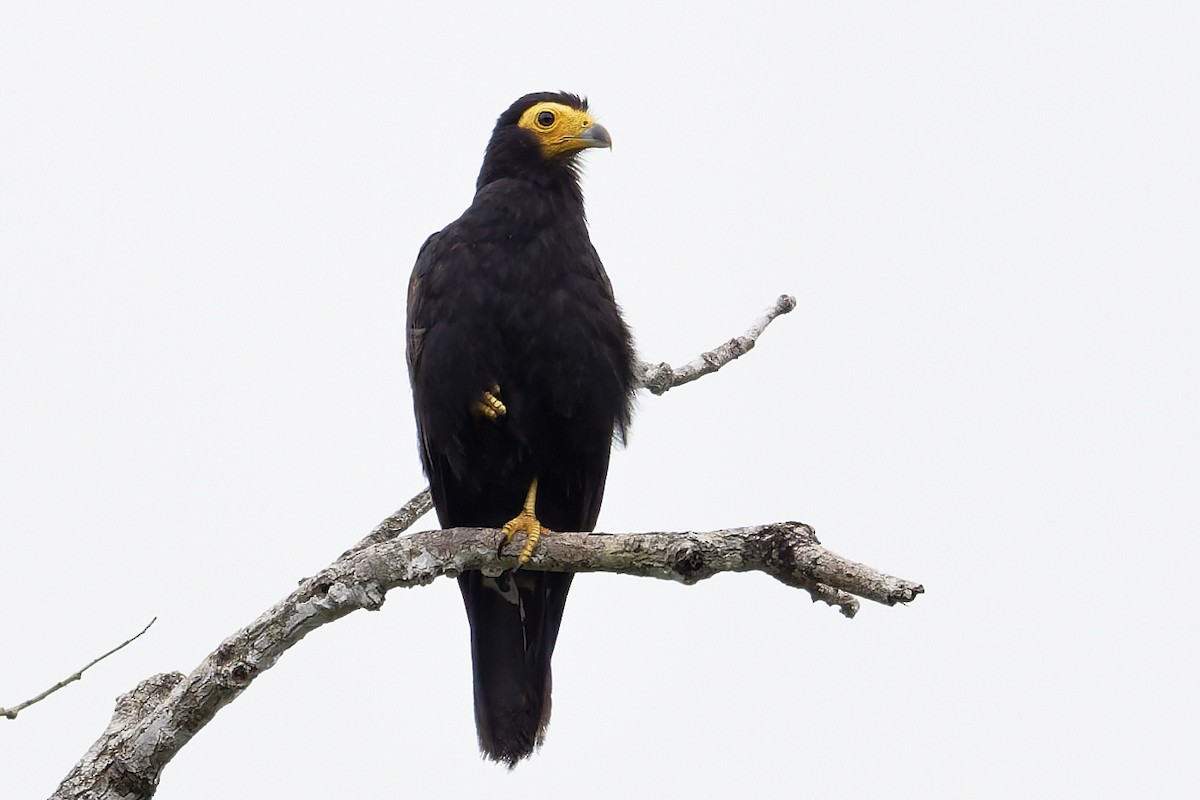 Siyah Karakara - ML645847322