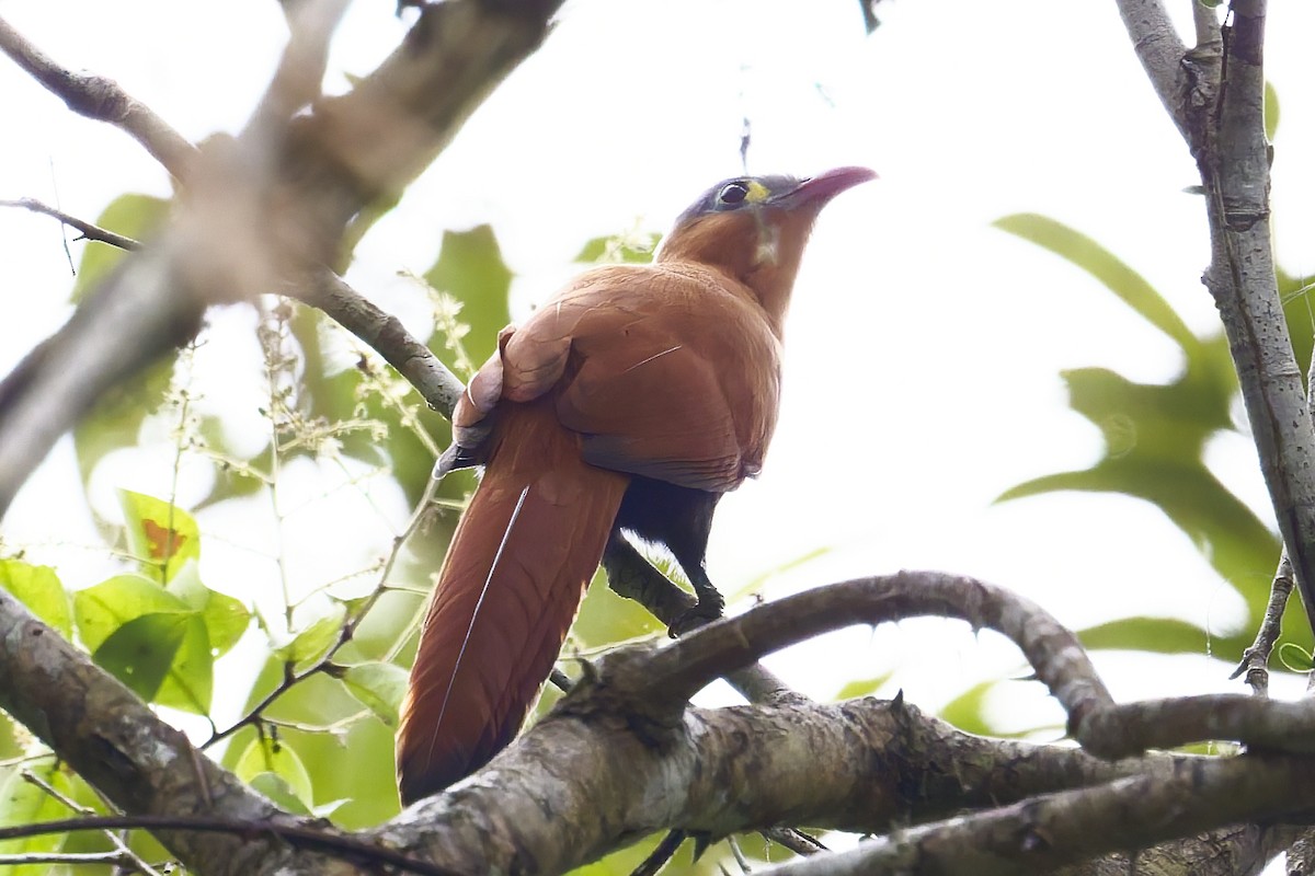 Black-bellied Cuckoo - ML645847326